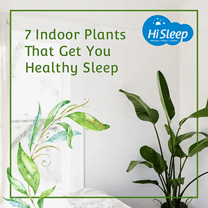 Read more about the article 7 Indoor Plants That You Get Healthy Sleep